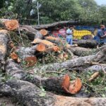 चंडीगढ़ के स्कूल में लंच टाइम में बच्चों पर गिरा हेरिटेज पेड़, 1 बच्चे की मौत, 20 जख्मी