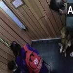 सोसाइटी की लिफ्ट में कुत्ते ने 6 साल के बच्चे को काटा था, मालिक पर लगा इतने का जुर्माना