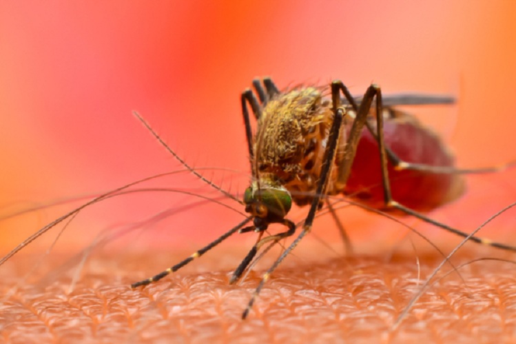 जानिए क्या है डेंगू बुखार के कारण, लक्षण और बचाव!