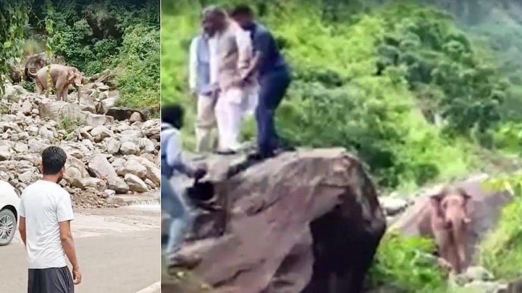हाथी ने पूर्व सीएम का रोका काफिला, त्रिवेंद्र सिंह रावत ने पत्थर पर चढ़कर बचाई जान