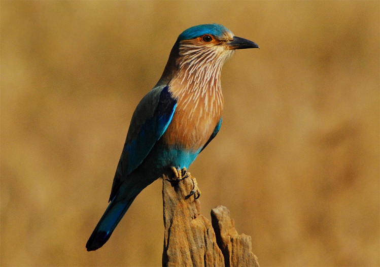 Dussehra 2022: दशहरा पर नीलकंठ पक्षी के दर्शन से चमक जाएगी आपकी किस्मत !