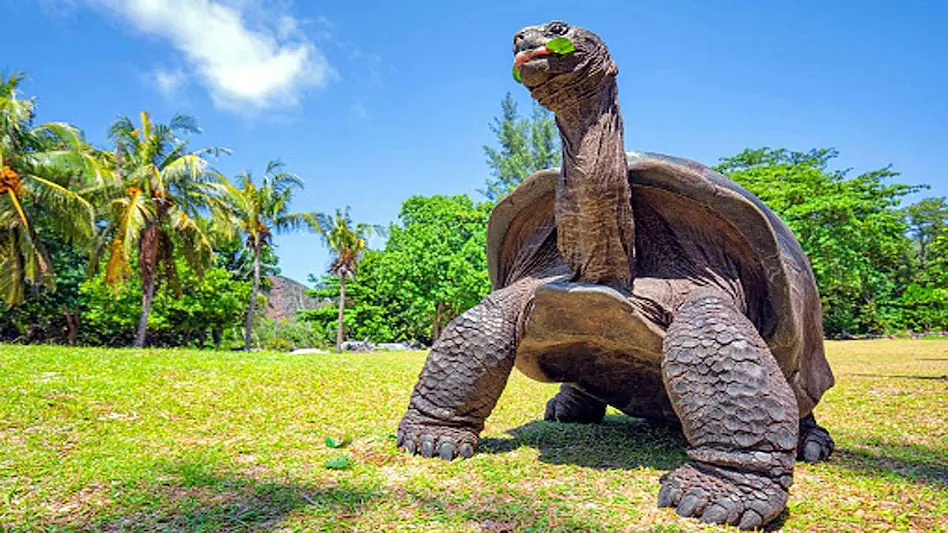 Oldest Tortoise: दुनिया के सबसे बुजुर्ग कछुए ने मनाया 190वां जन्मदिन, जानें क्या है इनकी लंबी उम्र का राज
