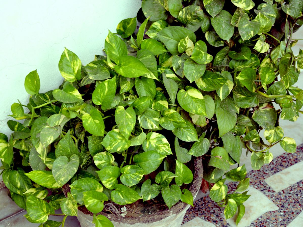 Vastu Tips : घर की बालकनी में लगाए ये पौधा, फिर देखिए जीवन में बदलाव