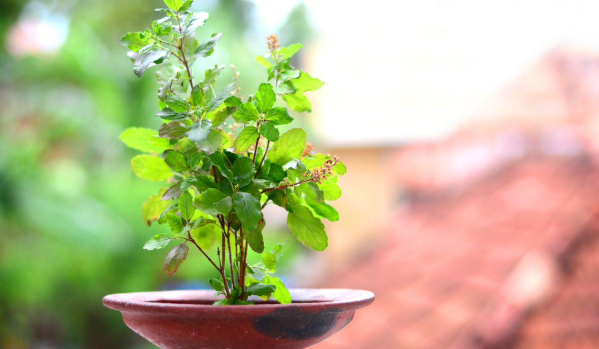 Vastu Tips: वास्तु शास्त्र के अनुसार तुलसी के पौधे के पास इन चीजों को जल्द से जल्द हटा दें, वरना हो जाएंगे कंगाल !