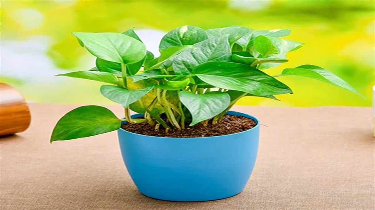 Vastu Tips: वास्तु शास्त्र के अनुसार मनी प्लांट के पौधे में बांधे ये चीज, दूर होगी सभी आर्थिक समस्याएं !
