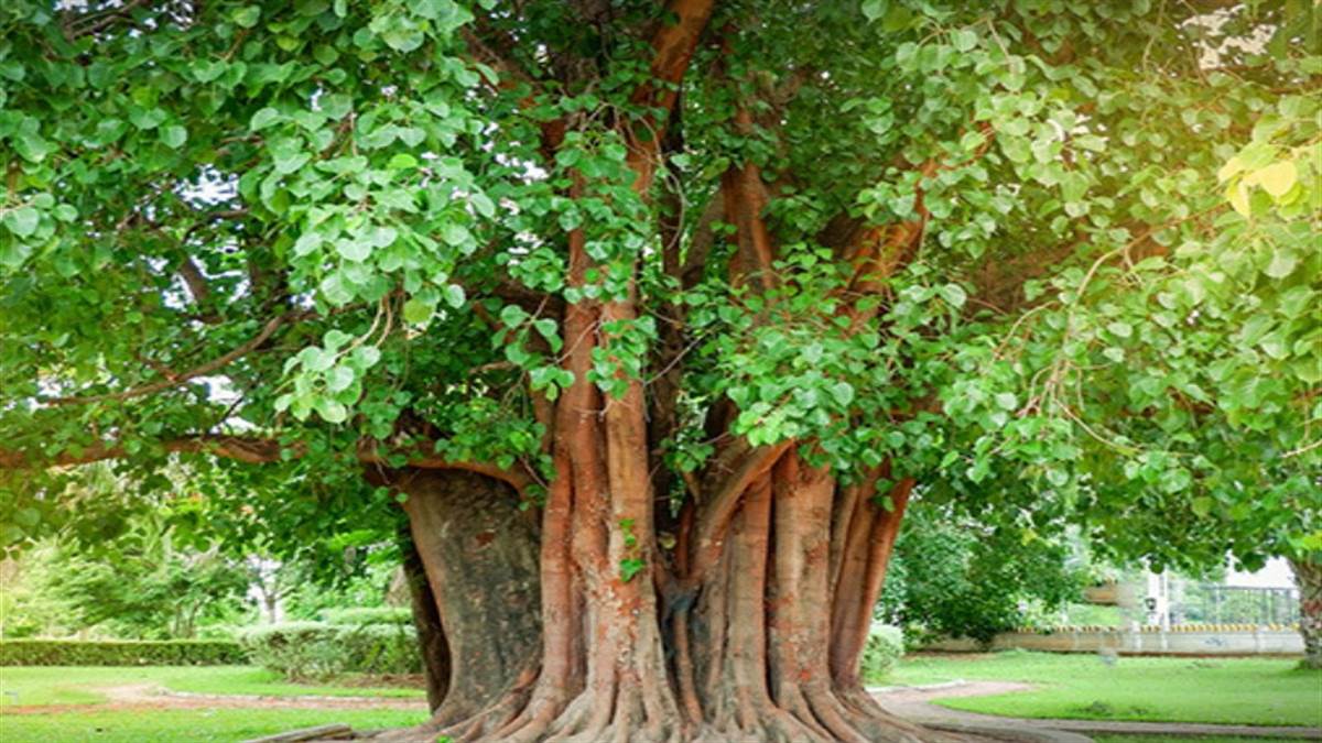 Vastu Tips: वास्तु शास्त्र के अनुसार दिन के अनुसार करें पेड़ पौधों की पूजा, जल्द बदलने लगे कि आपकी सोई किस्मत !