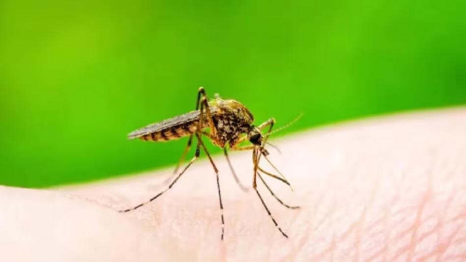 Health Care Tips: बच्चों में काफी तेजी से बढ़ रहे हैं डेंगू के मामले, इन लक्षणों से करें इसकी पहचान !
