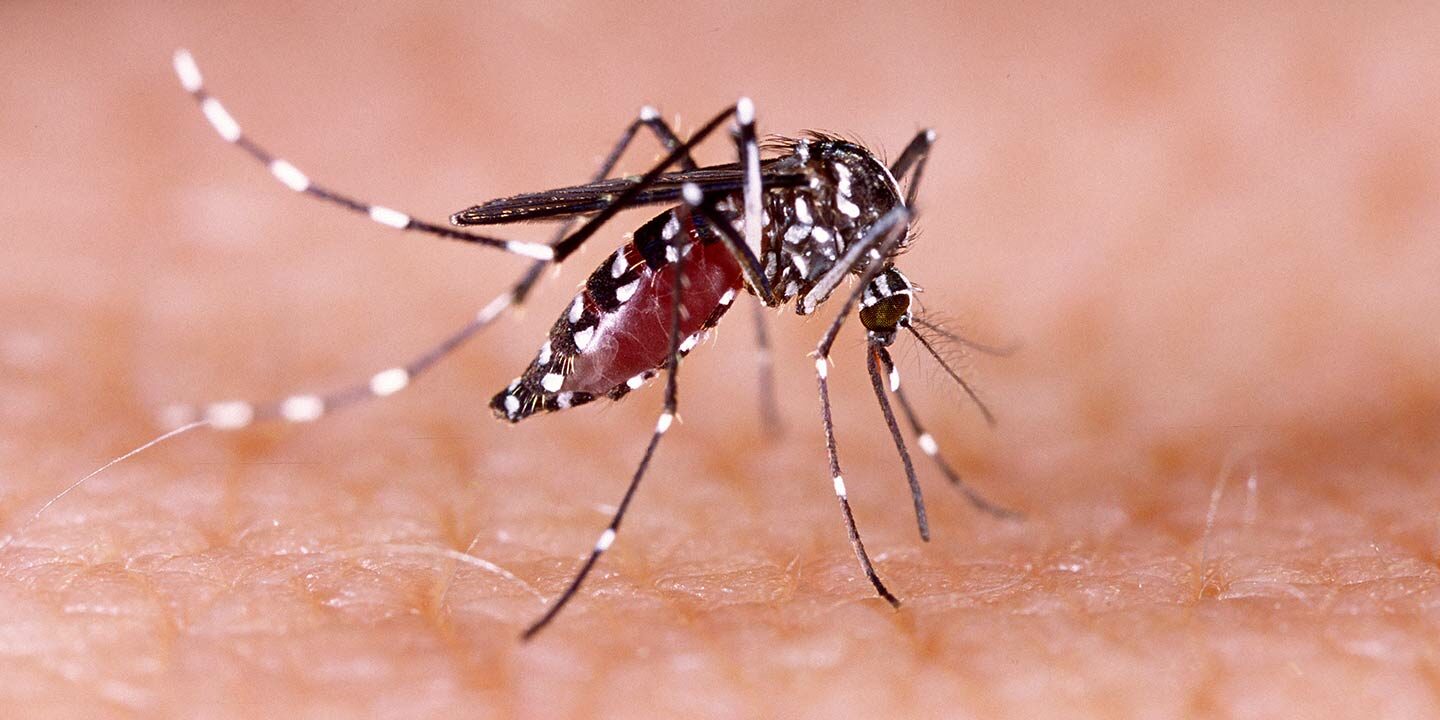 Health Care Tips: मानसून के मौसम में बढ़ जाता है डेंगू का खतरा, राहत के लिए इस हरे जूस का करें सेवन !
